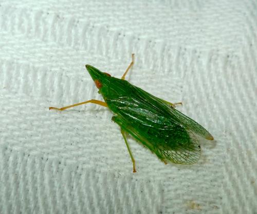 Réf. 215 378 : Dictyophara multireticulata